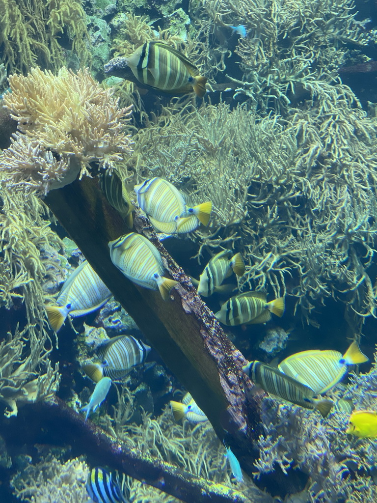 Fishes, coral and a ship wreck at the Reef Aquarium at the Aquarium of the Antwerp Zoo