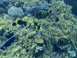 Fishes and coral at the Reef Aquarium at the Aquarium of the Antwerp Zoo