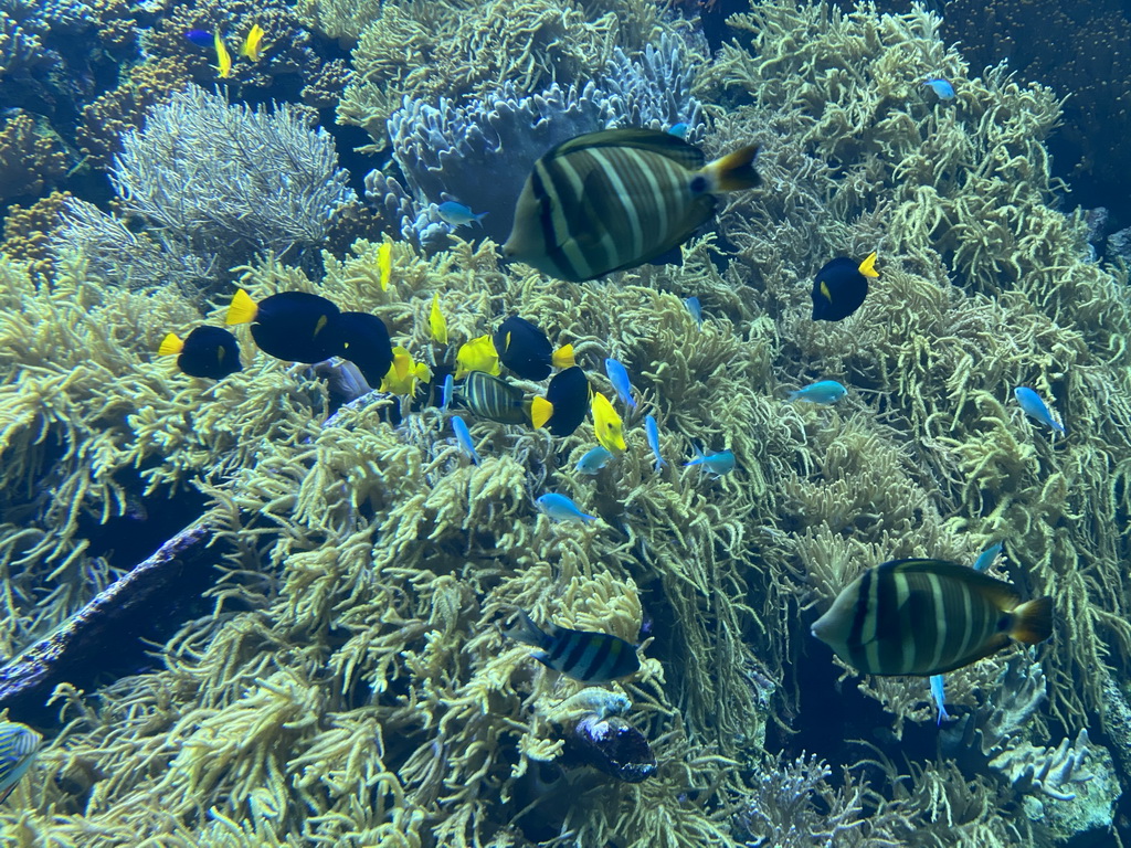 Fishes and coral at the Reef Aquarium at the Aquarium of the Antwerp Zoo