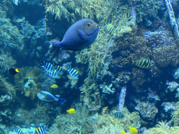 Fishes and coral at the Reef Aquarium at the Aquarium of the Antwerp Zoo