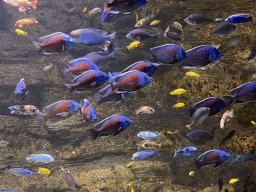 Fishes at the Aquarium of the Antwerp Zoo