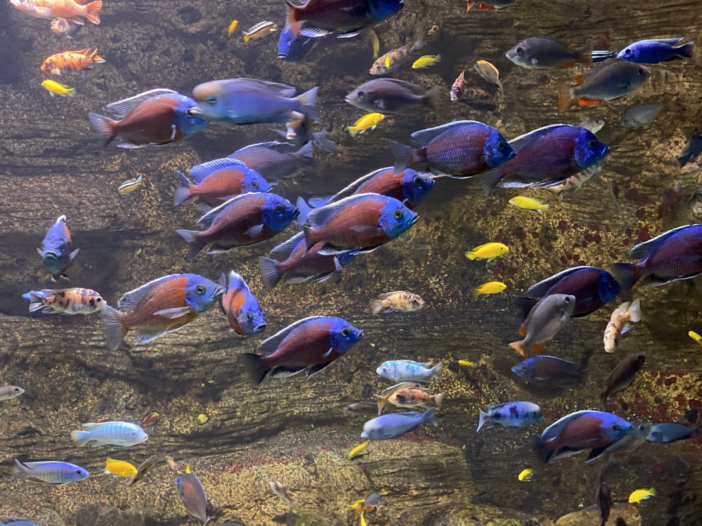 Fishes at the Aquarium of the Antwerp Zoo