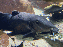 Fishes at the Aquarium of the Antwerp Zoo