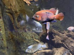 Fishes at the Aquarium of the Antwerp Zoo