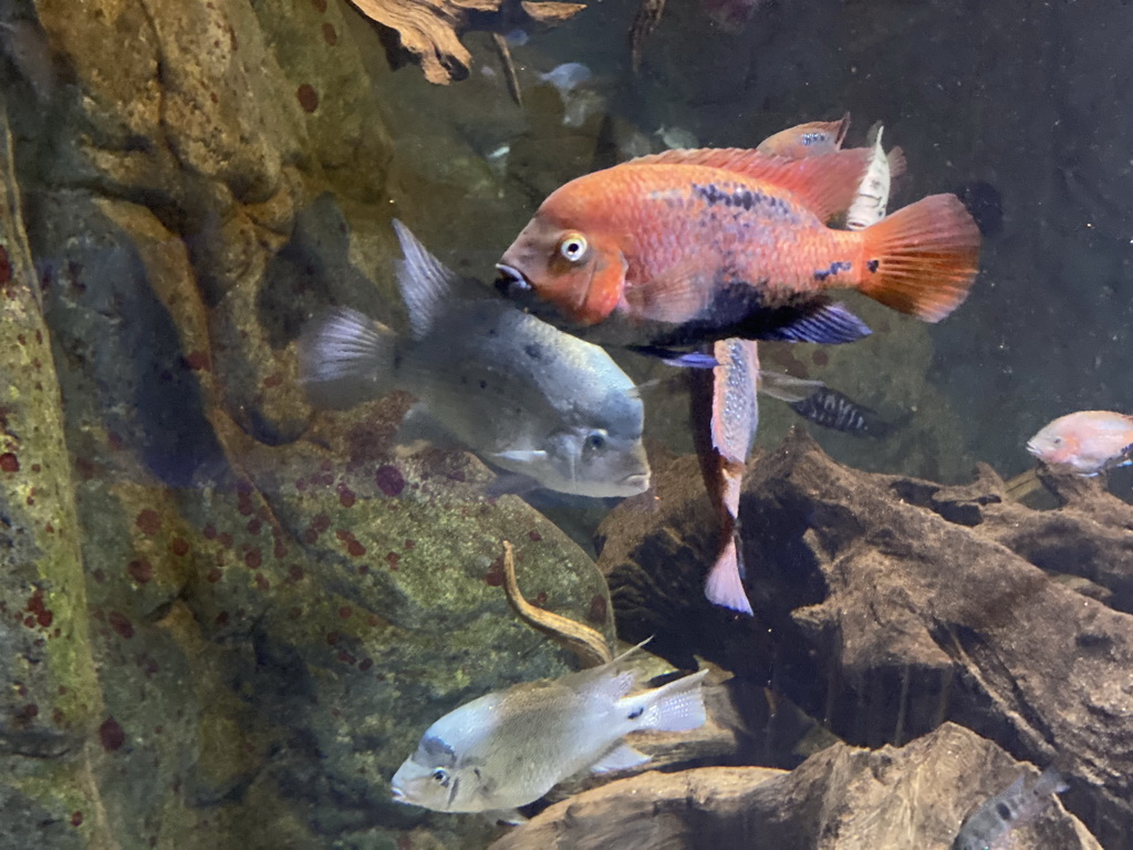 Fishes at the Aquarium of the Antwerp Zoo