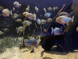 Piranhas at the Aquarium of the Antwerp Zoo