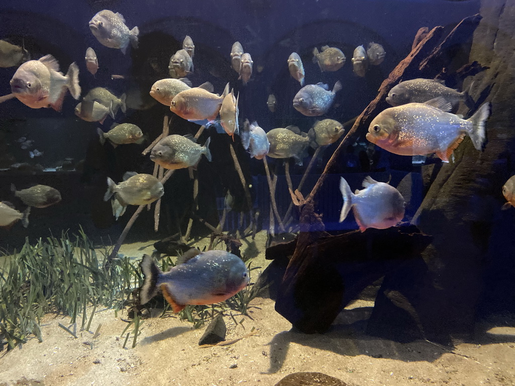 Piranhas at the Aquarium of the Antwerp Zoo