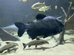 Fishes at the Aquarium of the Antwerp Zoo