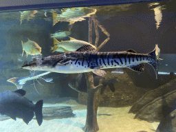 Tiger Sorubim and other fishes at the Aquarium of the Antwerp Zoo