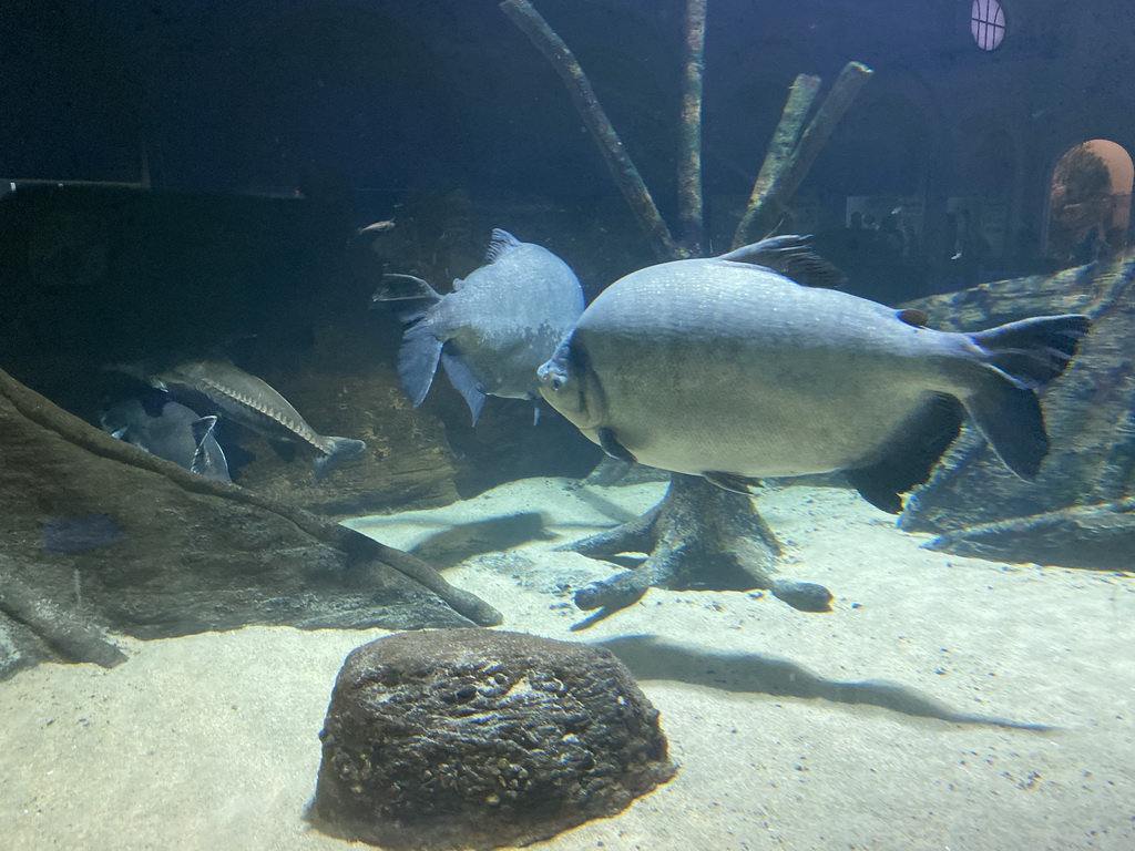 Fishes at the Aquarium of the Antwerp Zoo