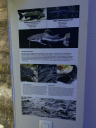 Explanation on the Ripsaw Catfish and the Tiger Sorubim at the Aquarium of the Antwerp Zoo