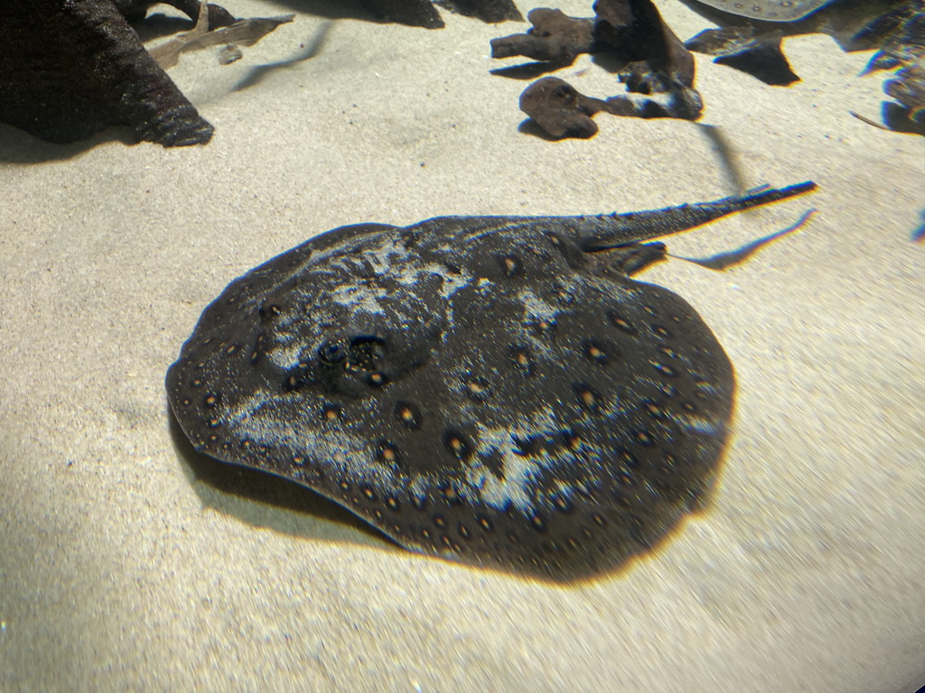 Stingray at the Aquarium of the Antwerp Zoo