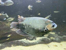 Fishes at the Aquarium of the Antwerp Zoo