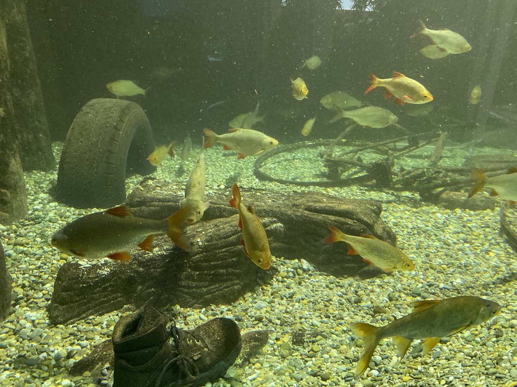 Fishes at the Aquarium of the Antwerp Zoo