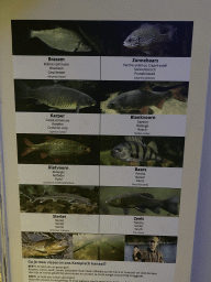 Explanation on the Carp Bream, Pumpkinseed, Common Carp, Roach, Rudd, Perch, Sterlet and Tench at the Aquarium of the Antwerp Zoo