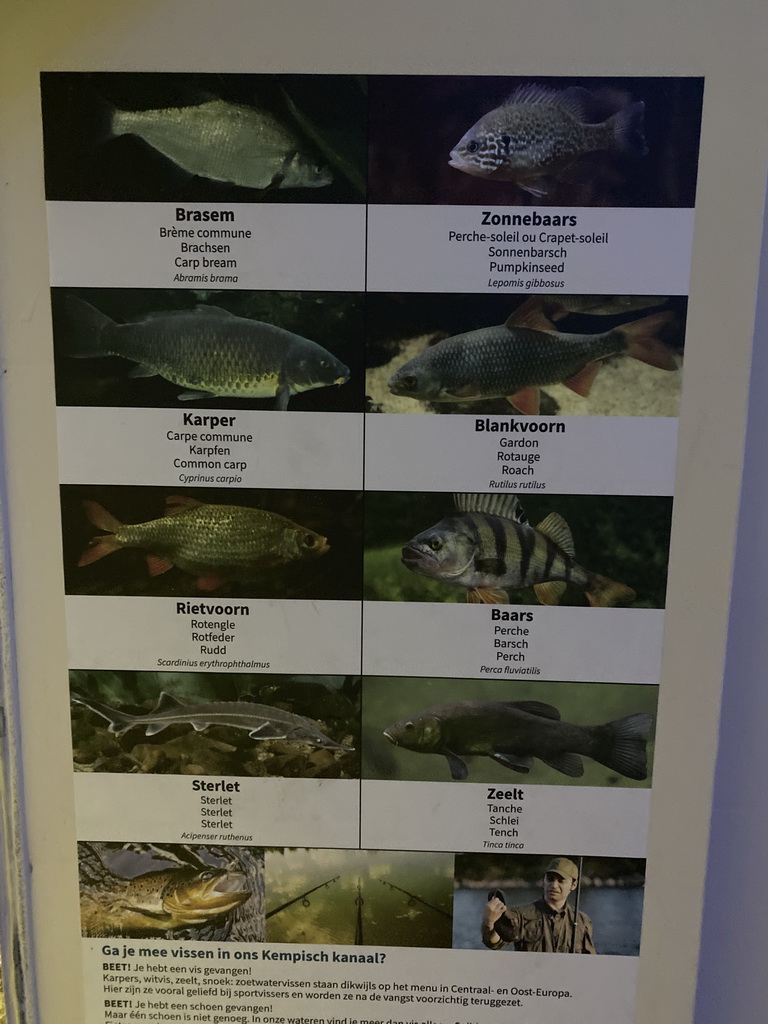 Explanation on the Carp Bream, Pumpkinseed, Common Carp, Roach, Rudd, Perch, Sterlet and Tench at the Aquarium of the Antwerp Zoo