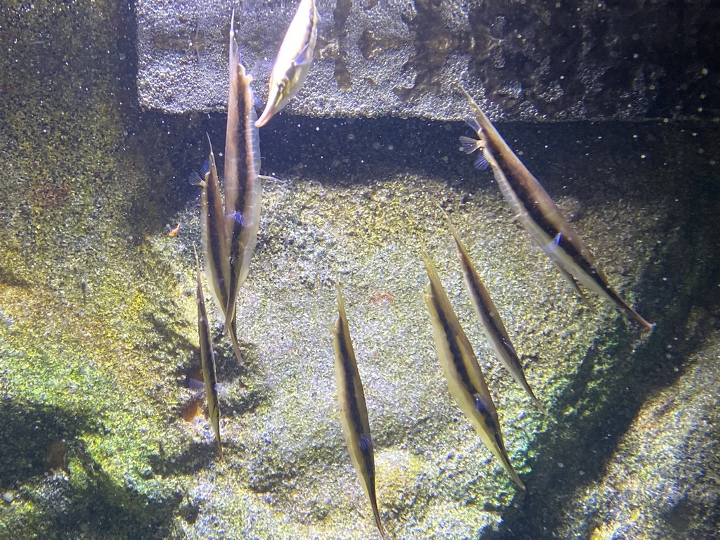 Razorfishes at the Aquarium of the Antwerp Zoo