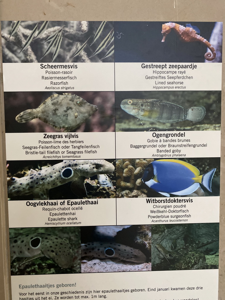 Explanation on the Razorfish, Lined Seahorse, Bristle-tail Filefish, Banded Goby, Epaulette Shark and Powderblue Surgeonfish at the Aquarium of the Antwerp Zoo