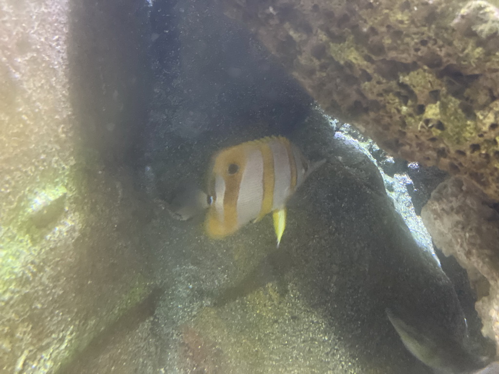 Fishes at the Aquarium of the Antwerp Zoo