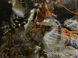 Seahorses at the Aquarium of the Antwerp Zoo