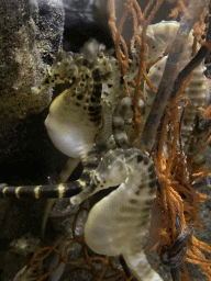 Seahorses at the Aquarium of the Antwerp Zoo