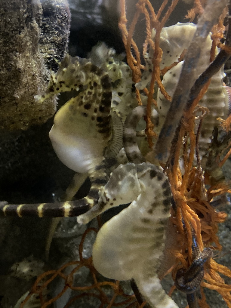 Seahorses at the Aquarium of the Antwerp Zoo