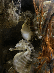 Seahorses at the Aquarium of the Antwerp Zoo