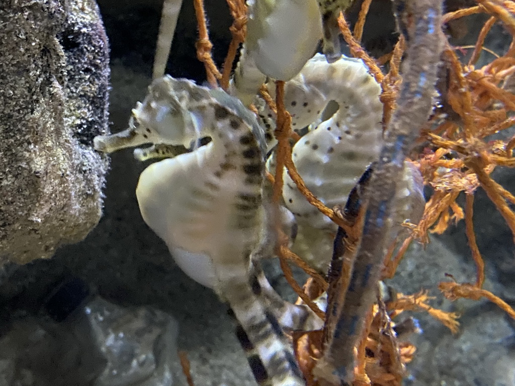 Seahorses at the Aquarium of the Antwerp Zoo