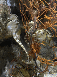 Seahorses at the Aquarium of the Antwerp Zoo