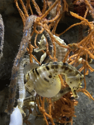 Seahorses at the Aquarium of the Antwerp Zoo