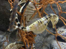 Seahorses at the Aquarium of the Antwerp Zoo
