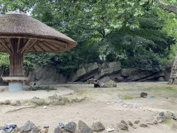 Parma Wallaby at the Antwerp Zoo