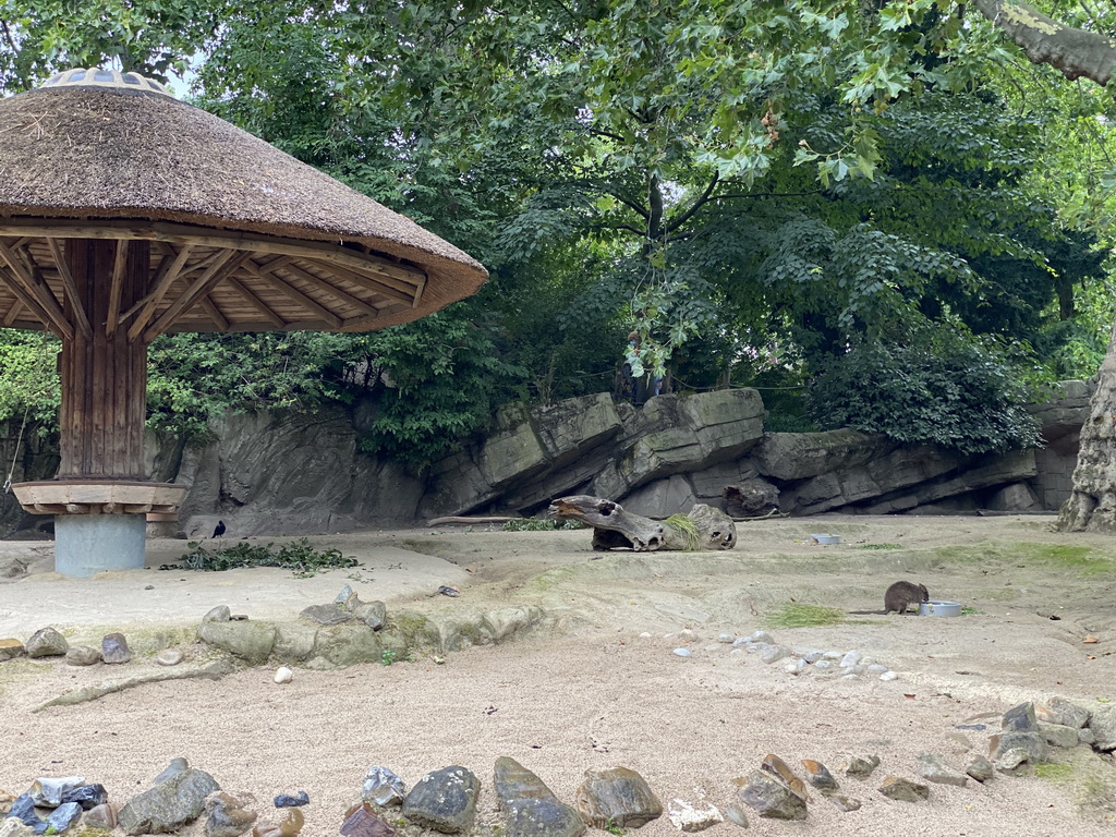 Parma Wallaby at the Antwerp Zoo