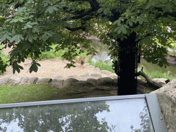 African Lion at the Antwerp Zoo