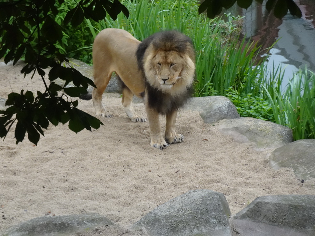 African Lion at the Antwerp Zoo