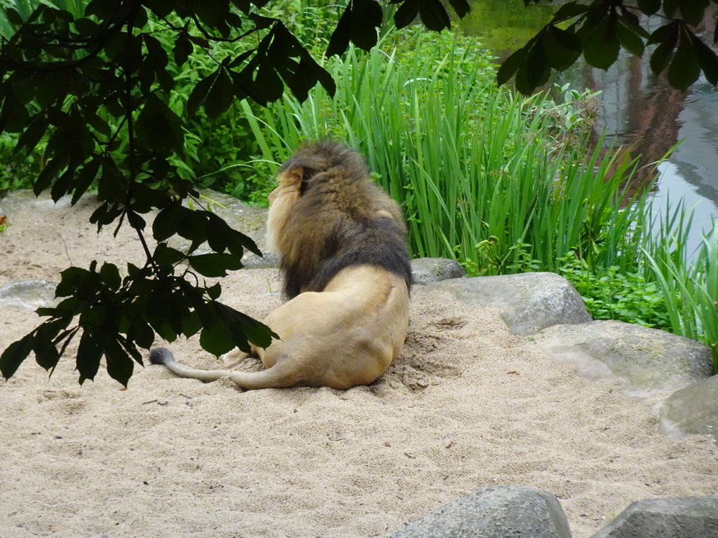 African Lion at the Antwerp Zoo