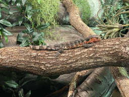 Chinese Crocodile Lizard at the Antwerp Zoo