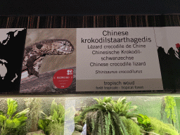 Explanation on the Chinese Crocodile Lizard at the Reptile House at the Antwerp Zoo