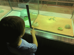 Max with baby Lizards at the Reptile House at the Antwerp Zoo