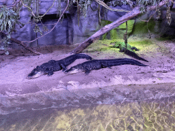 Spectacled Caimans in the Reptile House at the Antwerp Zoo