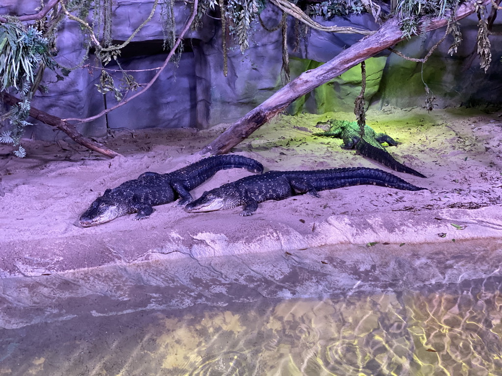 Spectacled Caimans in the Reptile House at the Antwerp Zoo
