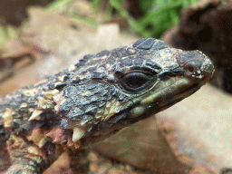 Lizard at the Reptile House at the Antwerp Zoo