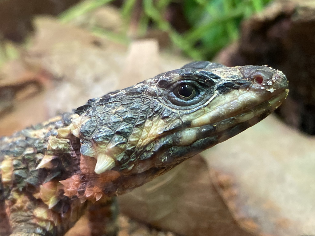 Lizard at the Reptile House at the Antwerp Zoo