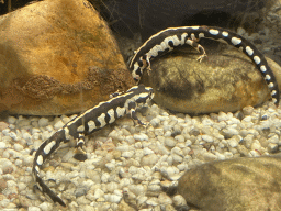 Kaiser`s Spotted Newts at the Reptile House at the Antwerp Zoo