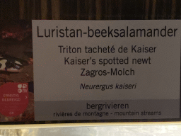 Explanation on the Kaiser`s Spotted Newt at the Reptile House at the Antwerp Zoo