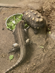 Lizard and Tortoise at the Reptile House at the Antwerp Zoo