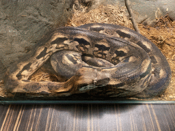 Madagascar Boa at the Reptile House at the Antwerp Zoo