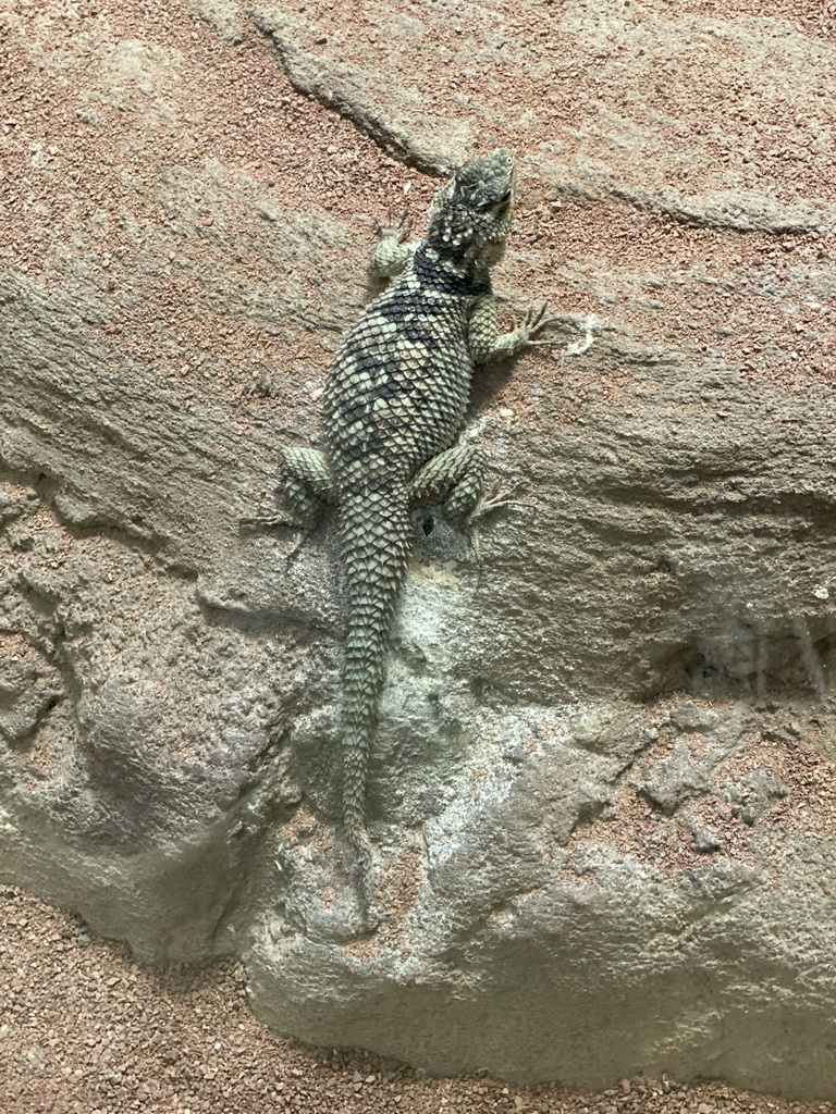 Green Spiny Lizard at the Reptile House at the Antwerp Zoo