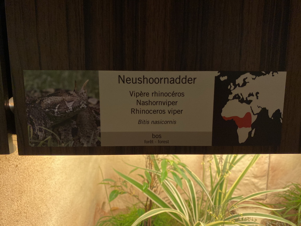 Explanation on the Rhinoceros Viper at the Reptile House at the Antwerp Zoo