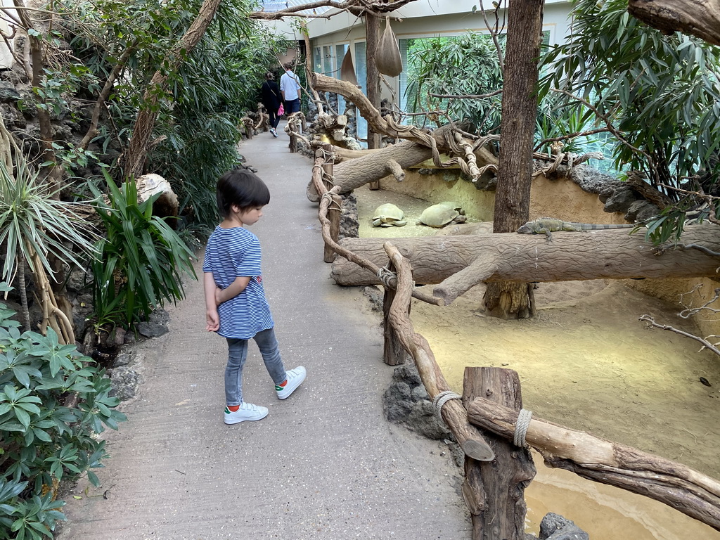 Max and Tortoises at the Reptile House at the Antwerp Zoo